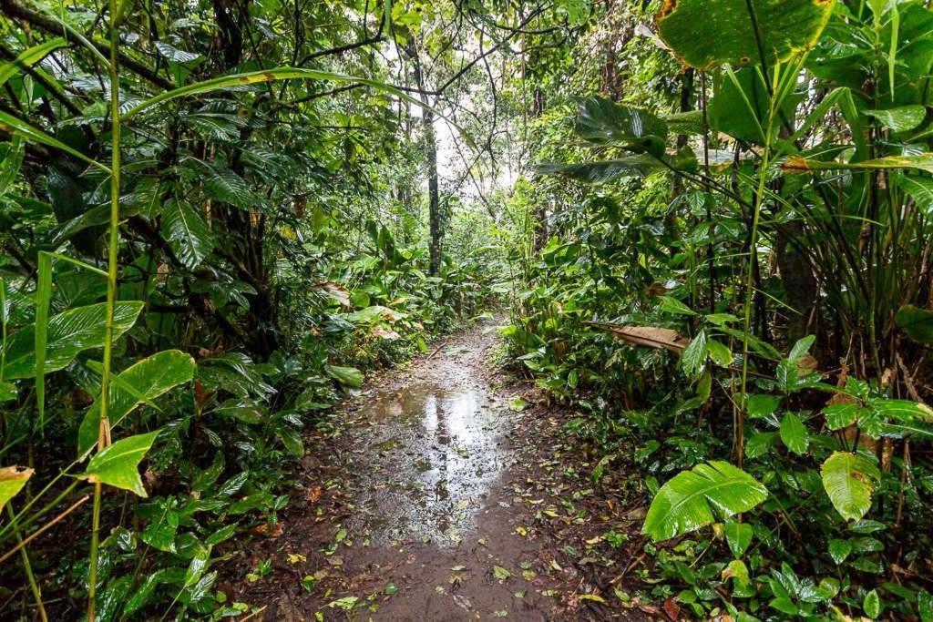 Апартаменты Caribbean View Тортугеро Экстерьер фото
